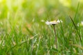 First single daisy flower at garden grass