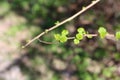 First Small Green Leaves of the Spring Royalty Free Stock Photo