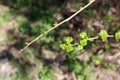 First Small Green Leaves of the Spring Royalty Free Stock Photo