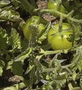 The first small green unripe tomato fruits on the branches