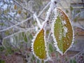 The first snow