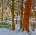 Pine Trees in Snow on Riverbank Royalty Free Stock Photo