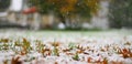 First snow Royalty Free Stock Photo