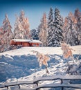 First snow in Alpe di Siusi village with wooden chalet among the red larch trres.