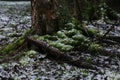 First snow in autumn in deciduous forest