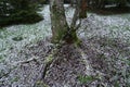 First snow in autumn in deciduous forest