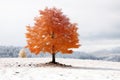 First snow in the autumn mountains with a single tree with orange leaves