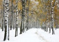 First snow in autumn park Royalty Free Stock Photo