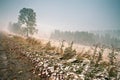 First snow in autumn. Snowfall in park