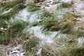 The first snow on a background of green grass in the fall. Royalty Free Stock Photo