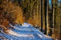 First Snow Covers Path in Autumn Forest Royalty Free Stock Photo