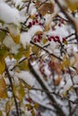 First snow. Branches of barberry. Winter