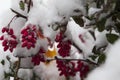 First snow. Branches of barberry. Winter