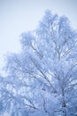 First snow on branches of frosty tree