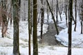 The first snow in the Central park, Kaliningrad. Winter landscape Royalty Free Stock Photo