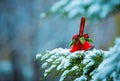 Christmas bells on a snow-covered branch of a juniper. Selective focus Royalty Free Stock Photo