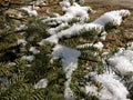 First snow christmas pine tree Royalty Free Stock Photo