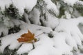 First snow covered fir branch. Close up Royalty Free Stock Photo
