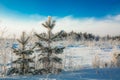 First snow on needles