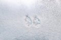 First snow covered a surface of the ground. Green branch of thuja on a white background Royalty Free Stock Photo