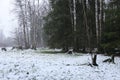 First snow in autumn in deciduous forest