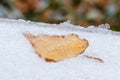 First snow. The fallen leaf on the window Royalty Free Stock Photo