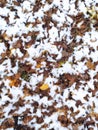 The first snow on fallen leaves in the park in late autumn or early winter. A scene of winter or late autumn, beautiful Royalty Free Stock Photo
