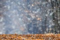 First snow falls on autumn leaves in the forest Royalty Free Stock Photo