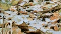 The first snow falls on the fallen yellow leaves. Fine snow falls to the ground close-up. Royalty Free Stock Photo