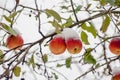 The first snow fell on apples Royalty Free Stock Photo