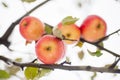 The first snow fell on apples Royalty Free Stock Photo