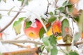 The first snow fell on apples Royalty Free Stock Photo