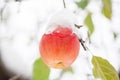 The first snow fell on apples Royalty Free Stock Photo