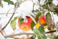 The first snow fell on apples Royalty Free Stock Photo