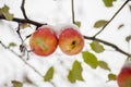 The first snow fell on apples Royalty Free Stock Photo