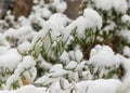 The first snow fell in the fall. Snow lies on green and yellow leaves. Snowfall and winter. Royalty Free Stock Photo