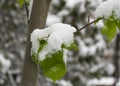 The first snow fell in the fall. Snow lies on green and yellow leaves. Snowfall and winter. Royalty Free Stock Photo
