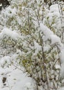 The first snow fell in the fall. Snow lies on green and yellow leaves. Snowfall and winter. Royalty Free Stock Photo