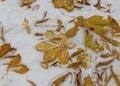 The first snow fell in the fall. Snow lies on green and yellow leaves. Snowfall and winter. Royalty Free Stock Photo