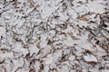 First snow fell on fallen oak leaves on a winter day Royalty Free Stock Photo