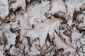First snow fell on fallen oak leaves on a winter day Royalty Free Stock Photo