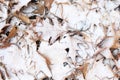 First snow fell on fallen oak leaves on a winter day Royalty Free Stock Photo