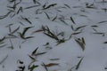 The first snow fell. The green leaves of the willow lie in the snow. They have fallen from the first frost. Royalty Free Stock Photo