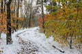 The first snow fell. The leaves did not have time to fall. Royalty Free Stock Photo