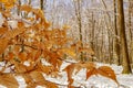 The first snow fell. The leaves did not have time to fall. Autumn colors under the snow. Forest. Royalty Free Stock Photo