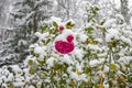 The first snow fell on the rosebuds on a blurry background of nature, close-up. Snowfall and high precipitation in winter, the beg