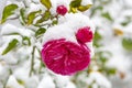The first snow fell on the rosebuds on a blurry neutral background of nature. Snowfall and high precipitation in winter, the begin