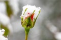 The first snow fell on the unopened Rosebuds on the blurred neutral background of nature. Snowfall and high precipitation in winte