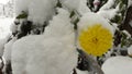 The first snow fell on a yellow flower Royalty Free Stock Photo