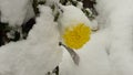 The first snow fell on a yellow flower Royalty Free Stock Photo